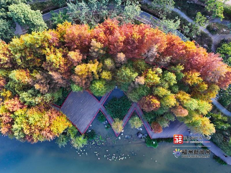 琴亭湖公园赏杉正当时