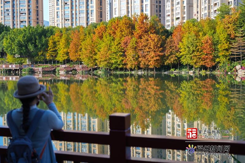 琴亭湖公园赏杉正当时