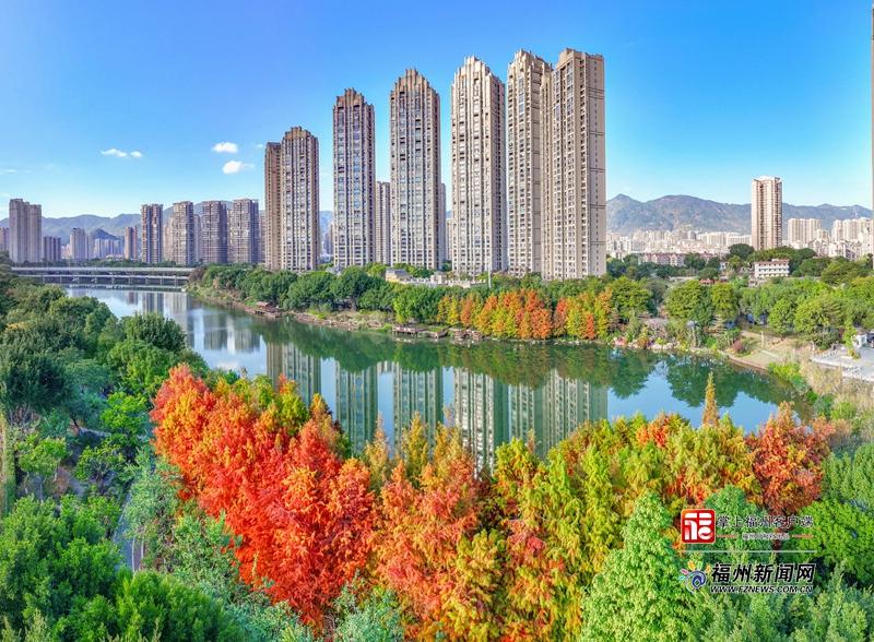 琴亭湖公园赏杉正当时