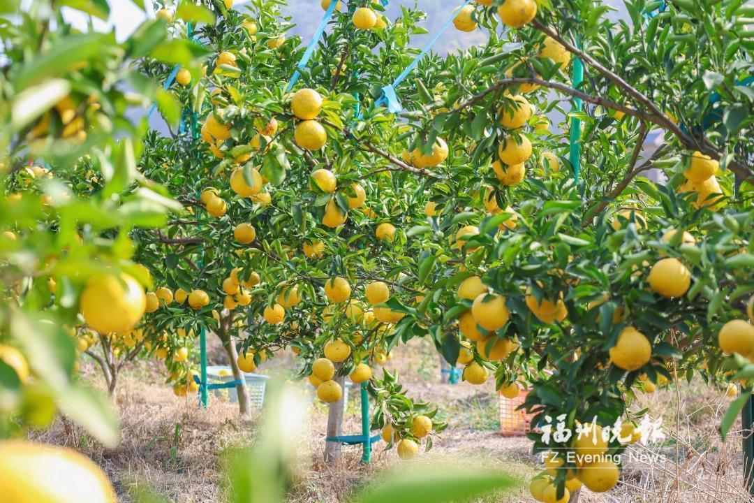 连江“四不像”黄金贡柚上市