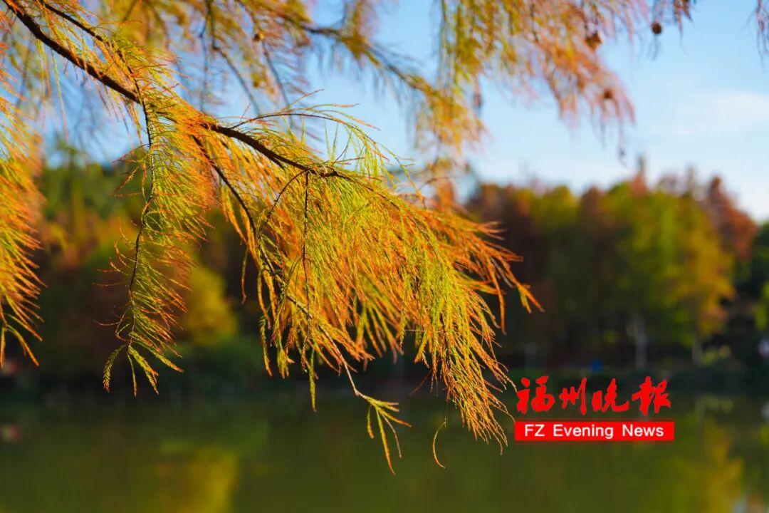 福州网红公园又火了！很多人正在赶去！