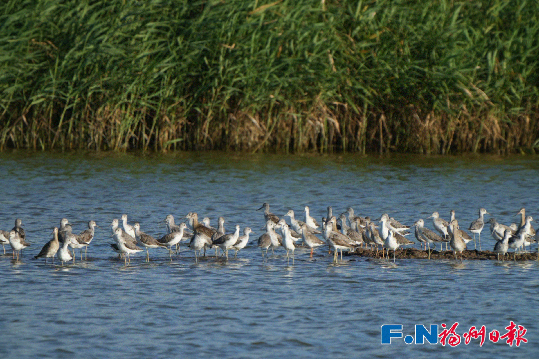 摘得世界级荣誉 福州湿地保护展现东方智慧
