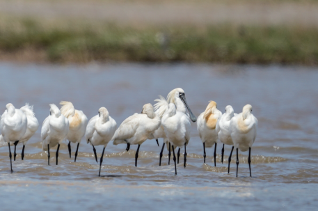 摘得世界级荣誉 福州湿地保护展现东方智慧