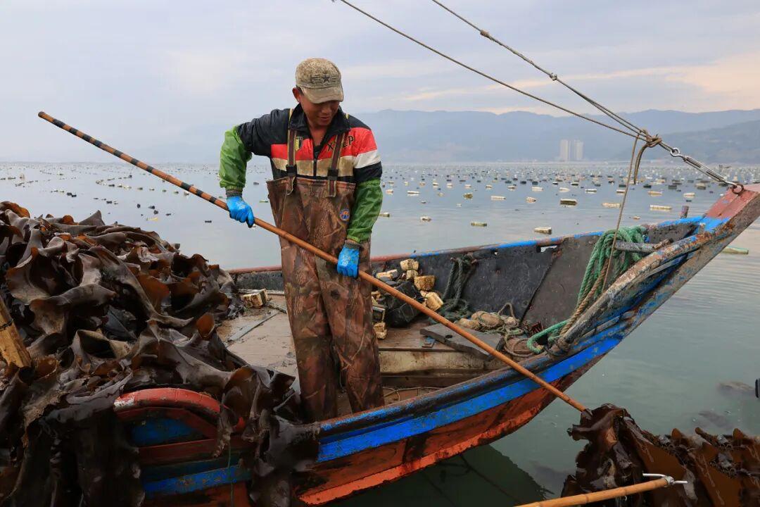 11万亩！全国40%来自福州这里