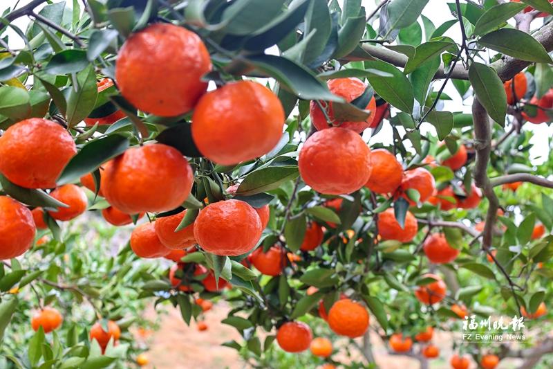 连江福橘丰收上市