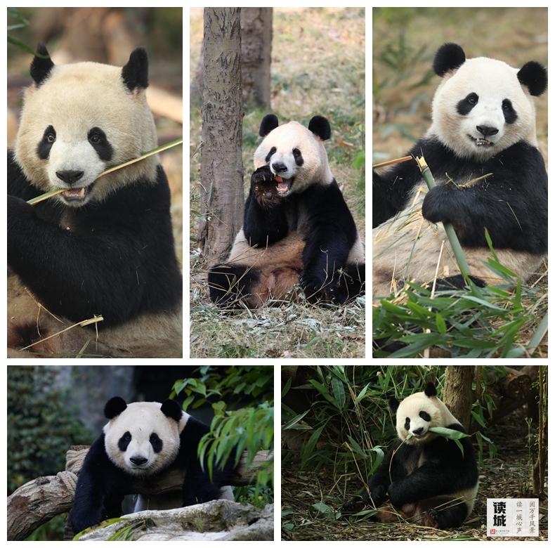 读城｜大熊猫+5！福州“胖达天团”点名啦→