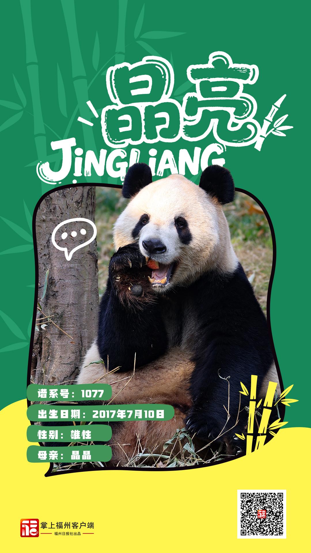 读城｜大熊猫+5！福州“胖达天团”点名啦→