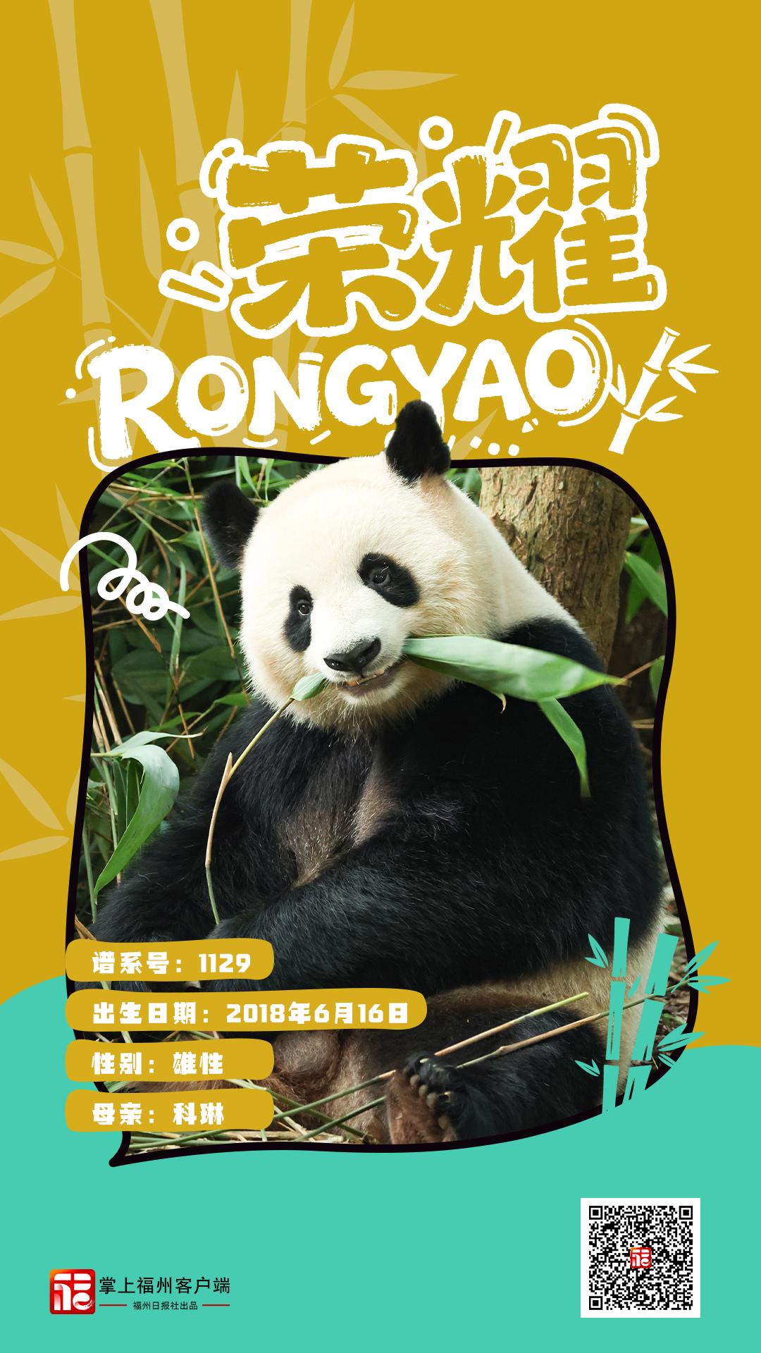 读城｜大熊猫+5！福州“胖达天团”点名啦→