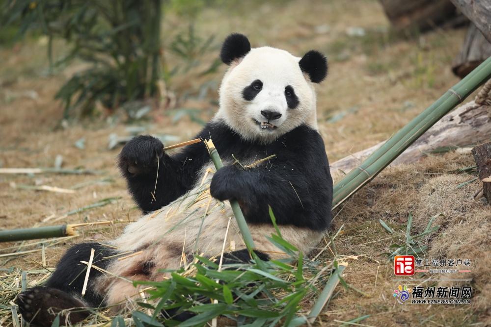 萌力来袭！五只大熊猫“空降”福州，很快就能见面啦