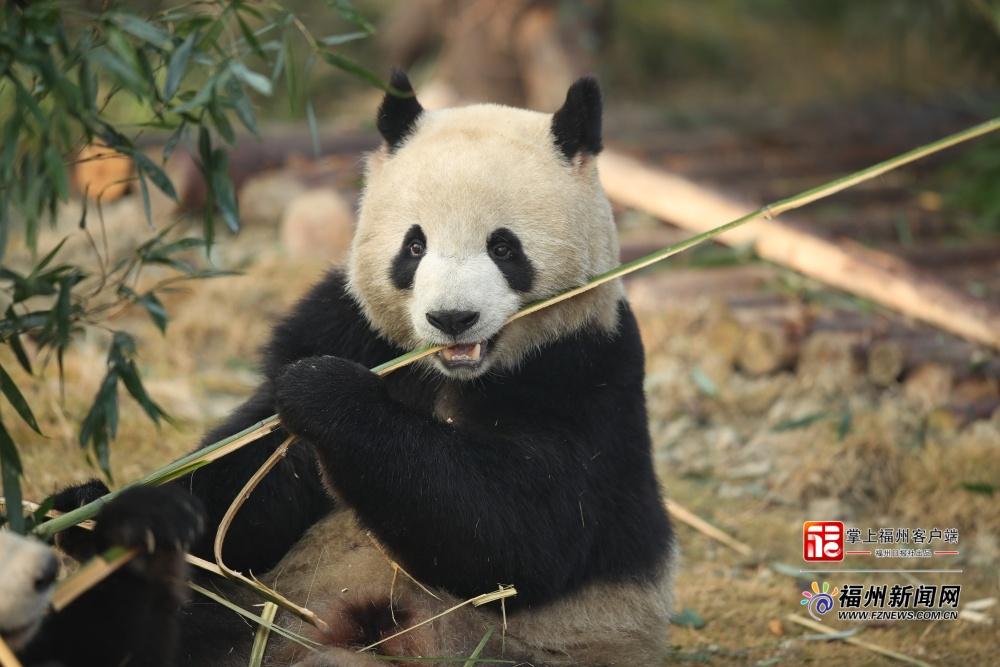萌力来袭！五只大熊猫“空降”福州，很快就能见面啦
