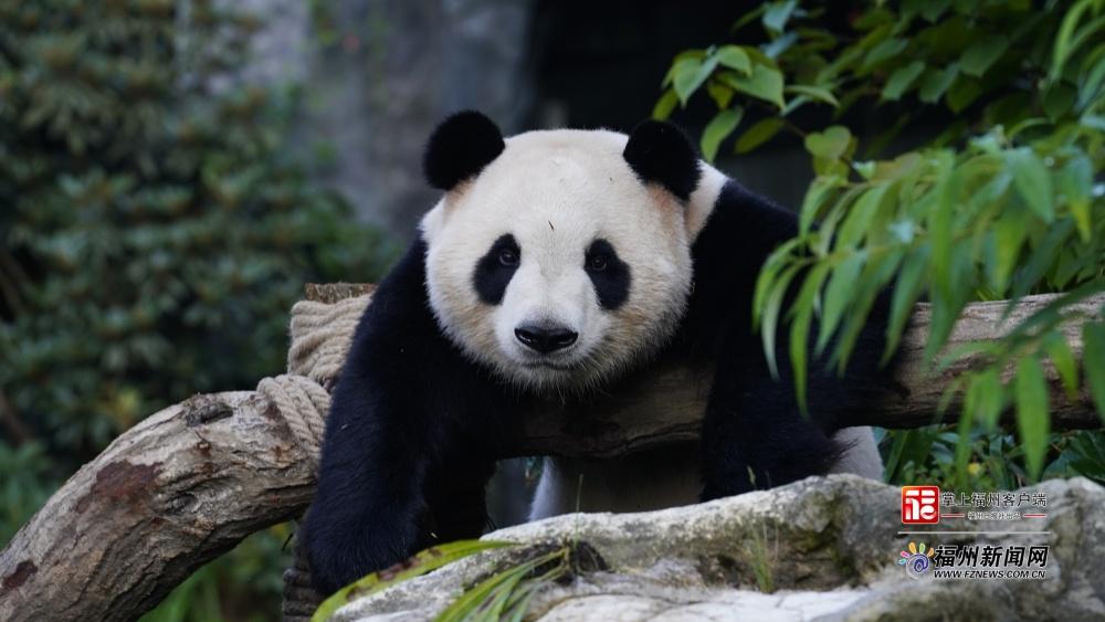 萌力来袭！五只大熊猫“空降”福州，很快就能见面啦