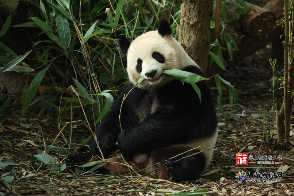 萌力来袭！五只大熊猫“空降”福州，很快就能见面啦