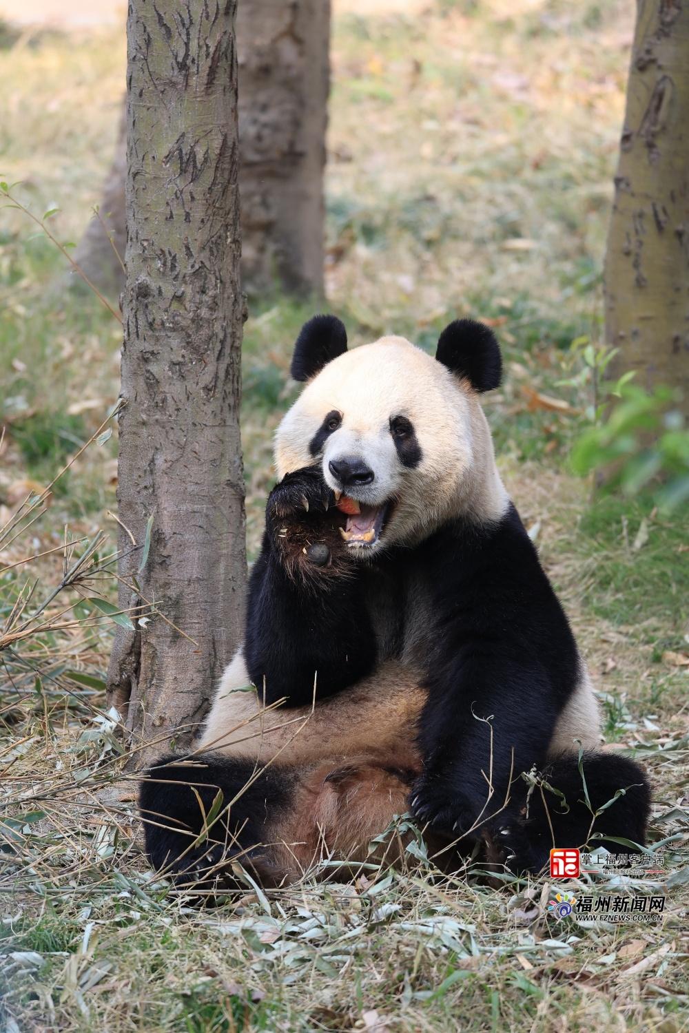 萌力来袭！五只大熊猫“空降”福州，很快就能见面啦