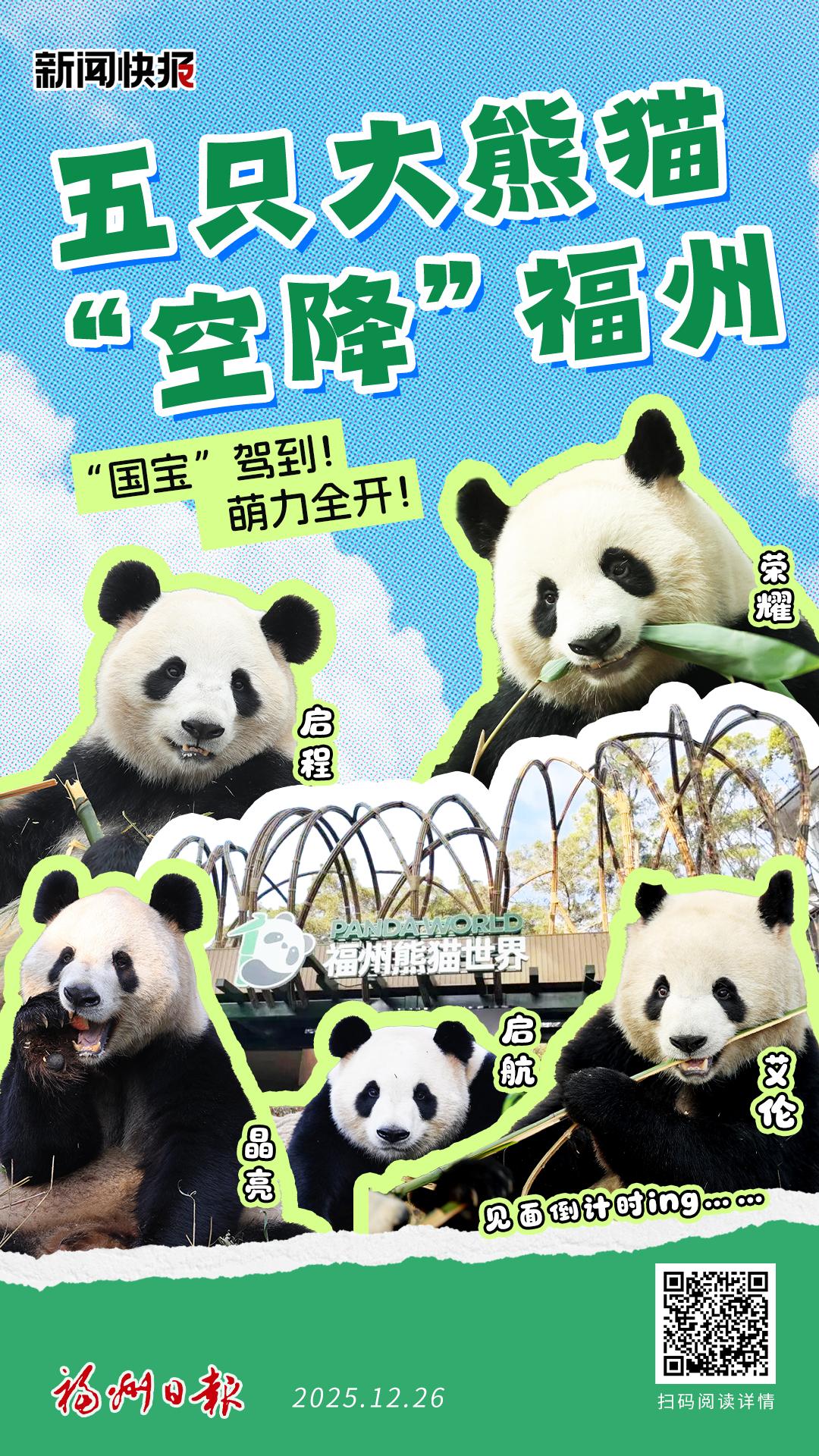 萌力全开！五只大熊猫“空降”福州