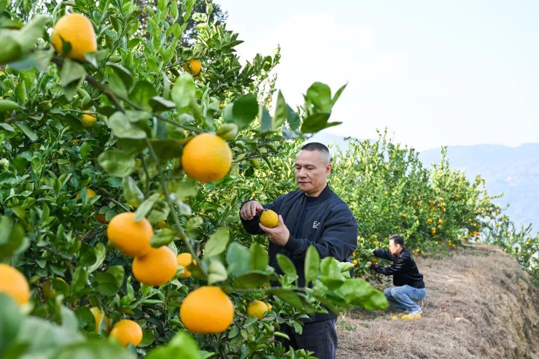 抢“鲜”上市！福州的冬天是水果味的！