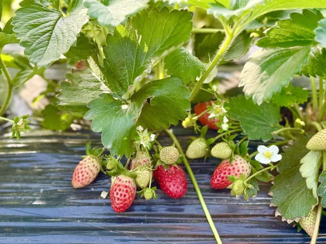 抢“鲜”上市！福州的冬天是水果味的！