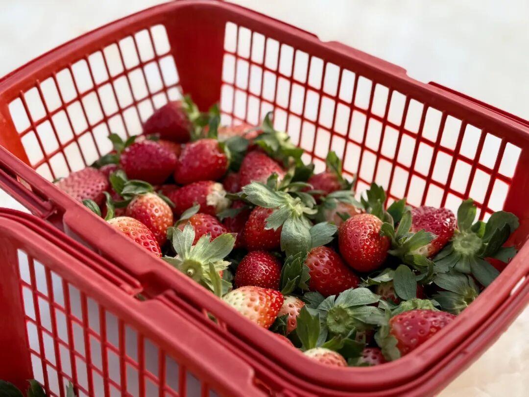 抢“鲜”上市！福州的冬天是水果味的！