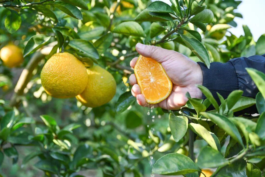 抢“鲜”上市！福州的冬天是水果味的！