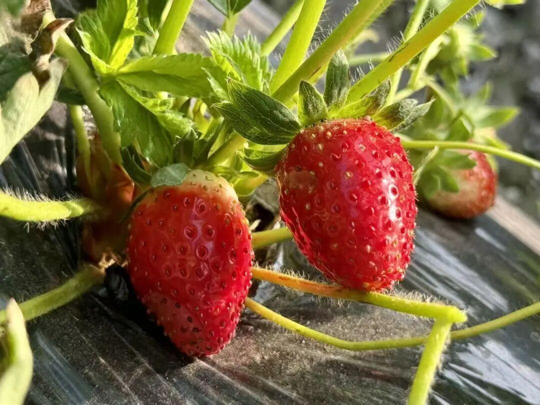 抢“鲜”上市！福州的冬天是水果味的！