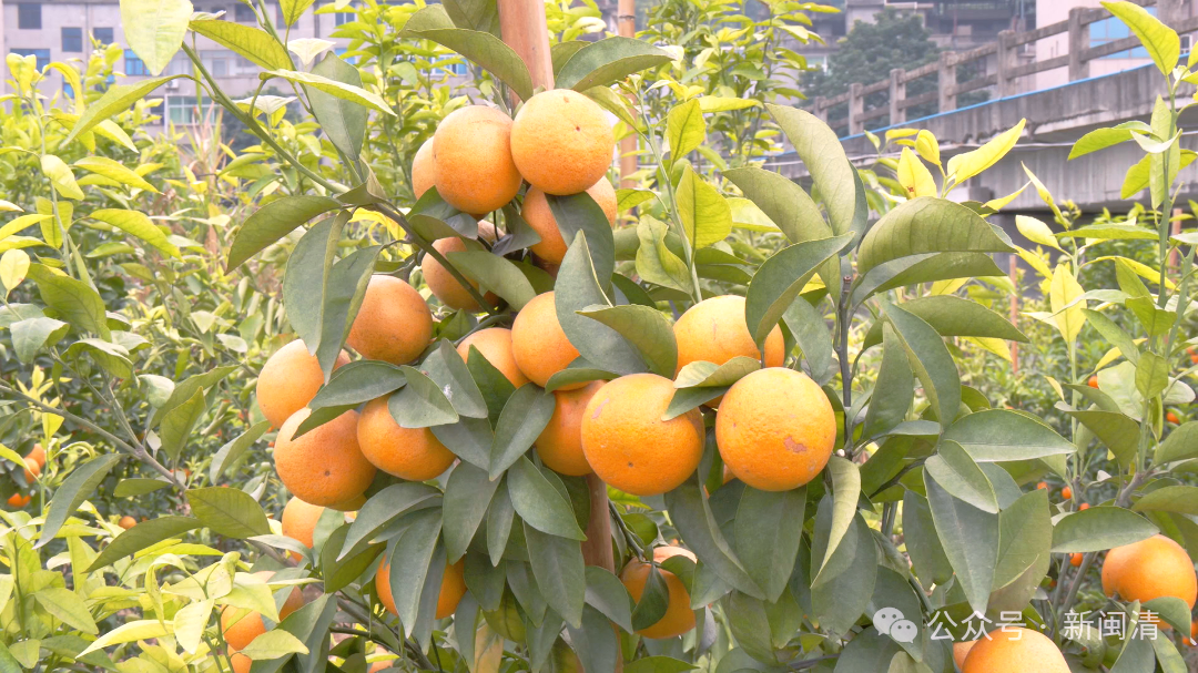 抢“鲜”上市！福州的冬天是水果味的！