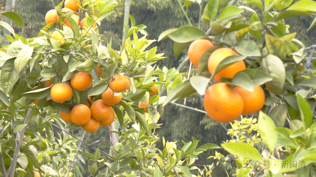 抢“鲜”上市！福州的冬天是水果味的！