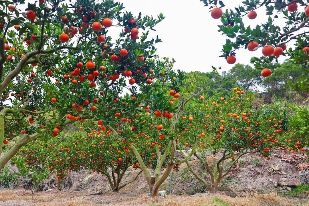 抢“鲜”上市！福州的冬天是水果味的！