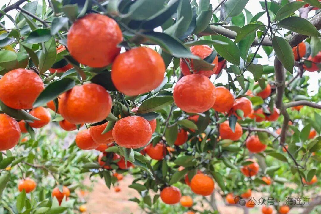 抢“鲜”上市！福州的冬天是水果味的！