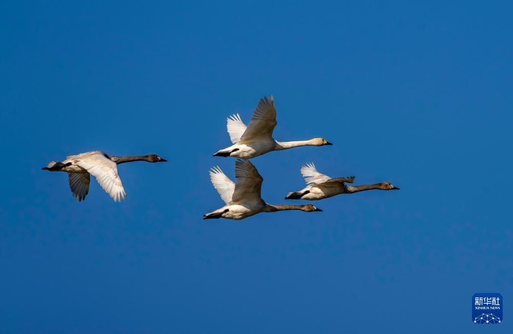 小天鹅福州闽江河口湿地越冬