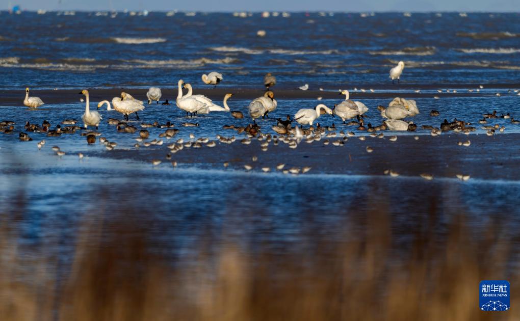 小天鹅福州闽江河口湿地越冬