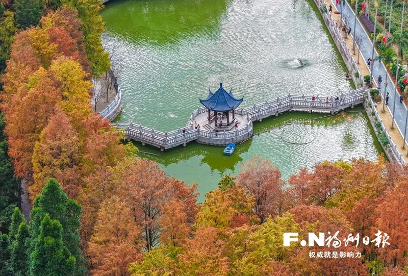 福州植物园数百株杉树“换装” 三色植物墙成冬季新景