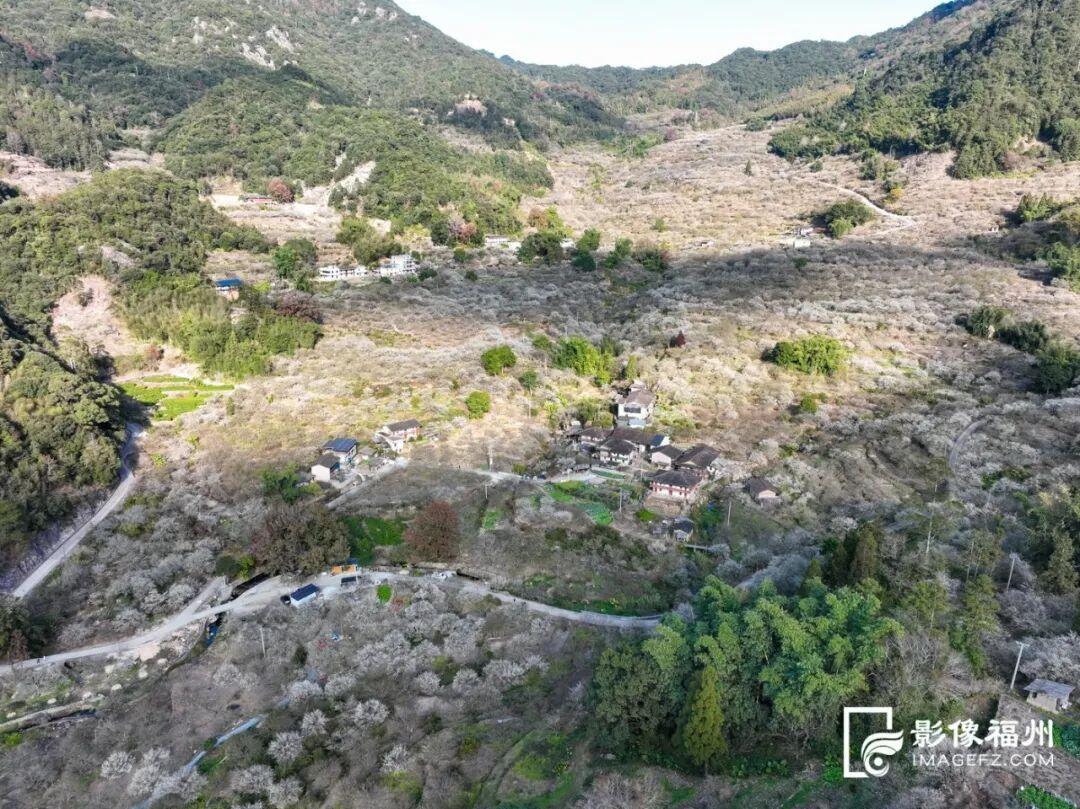 福州这里漫山梅花绽放！打卡去！