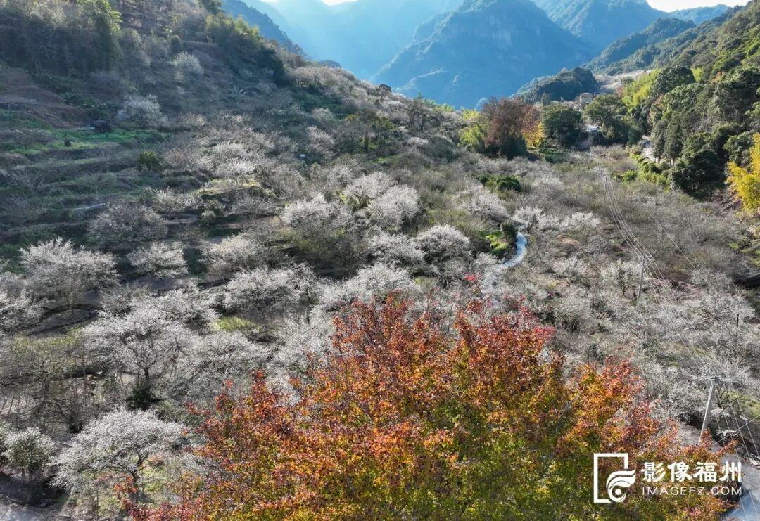福州这里漫山梅花绽放！打卡去！