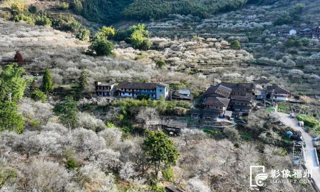 福州这里漫山梅花绽放！打卡去！
