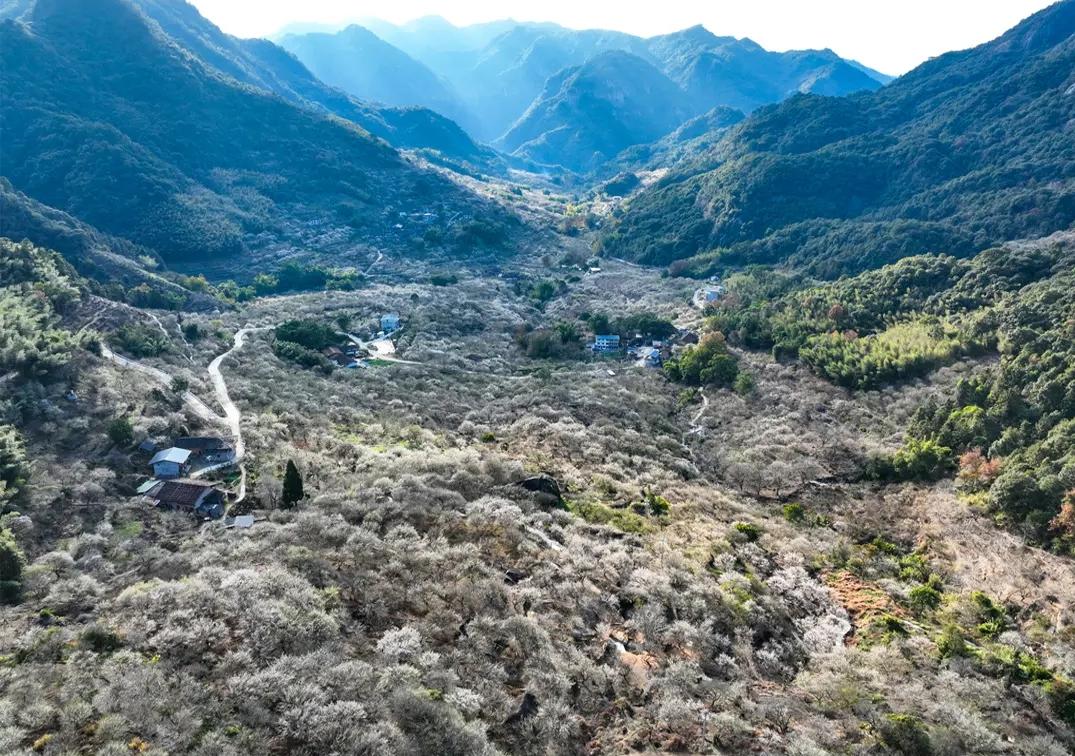 福州这里漫山梅花绽放！打卡去！