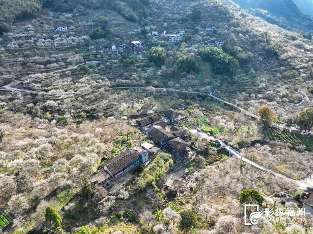 福州这里漫山梅花绽放！打卡去！
