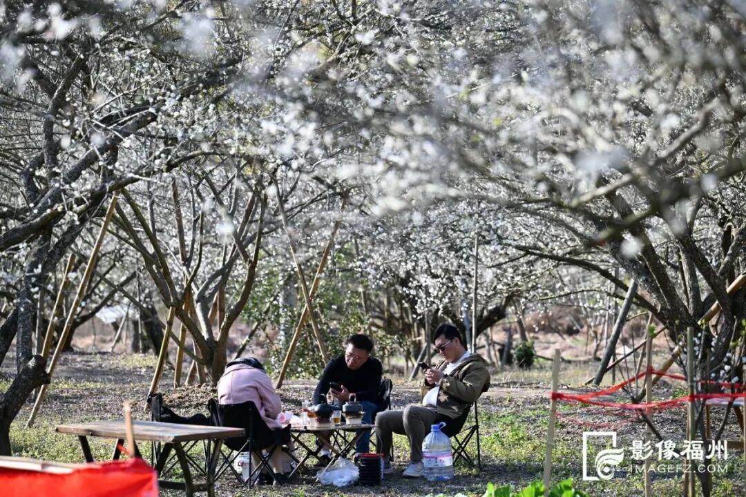 福州这里漫山梅花绽放！打卡去！