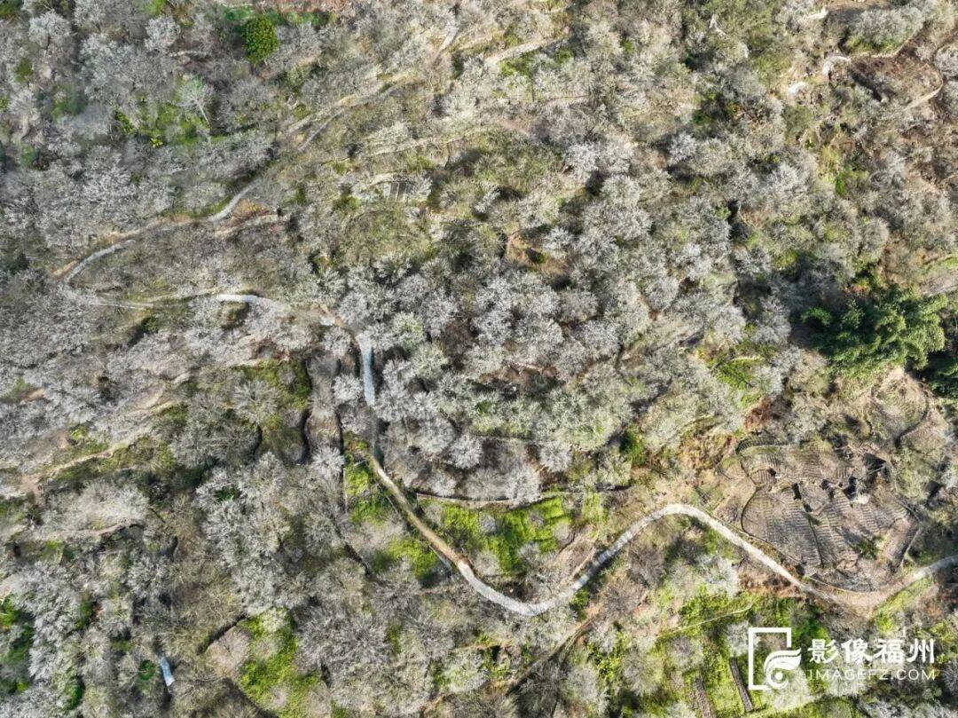 福州这里漫山梅花绽放！打卡去！