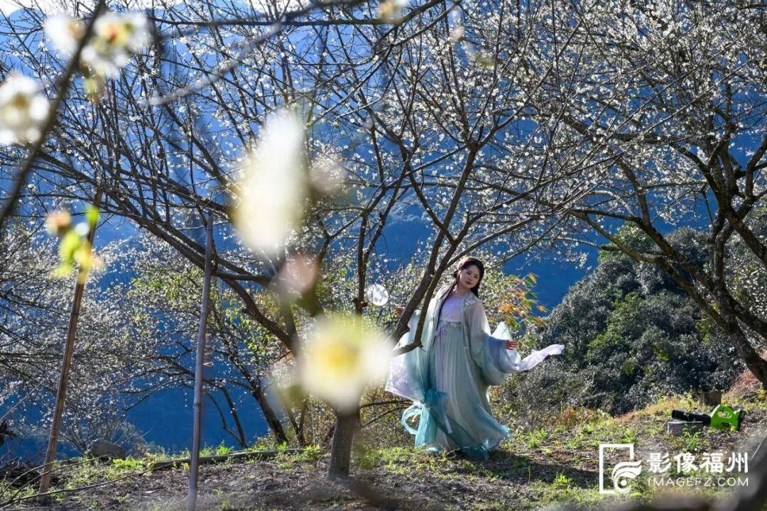 福州这里漫山梅花绽放！打卡去！