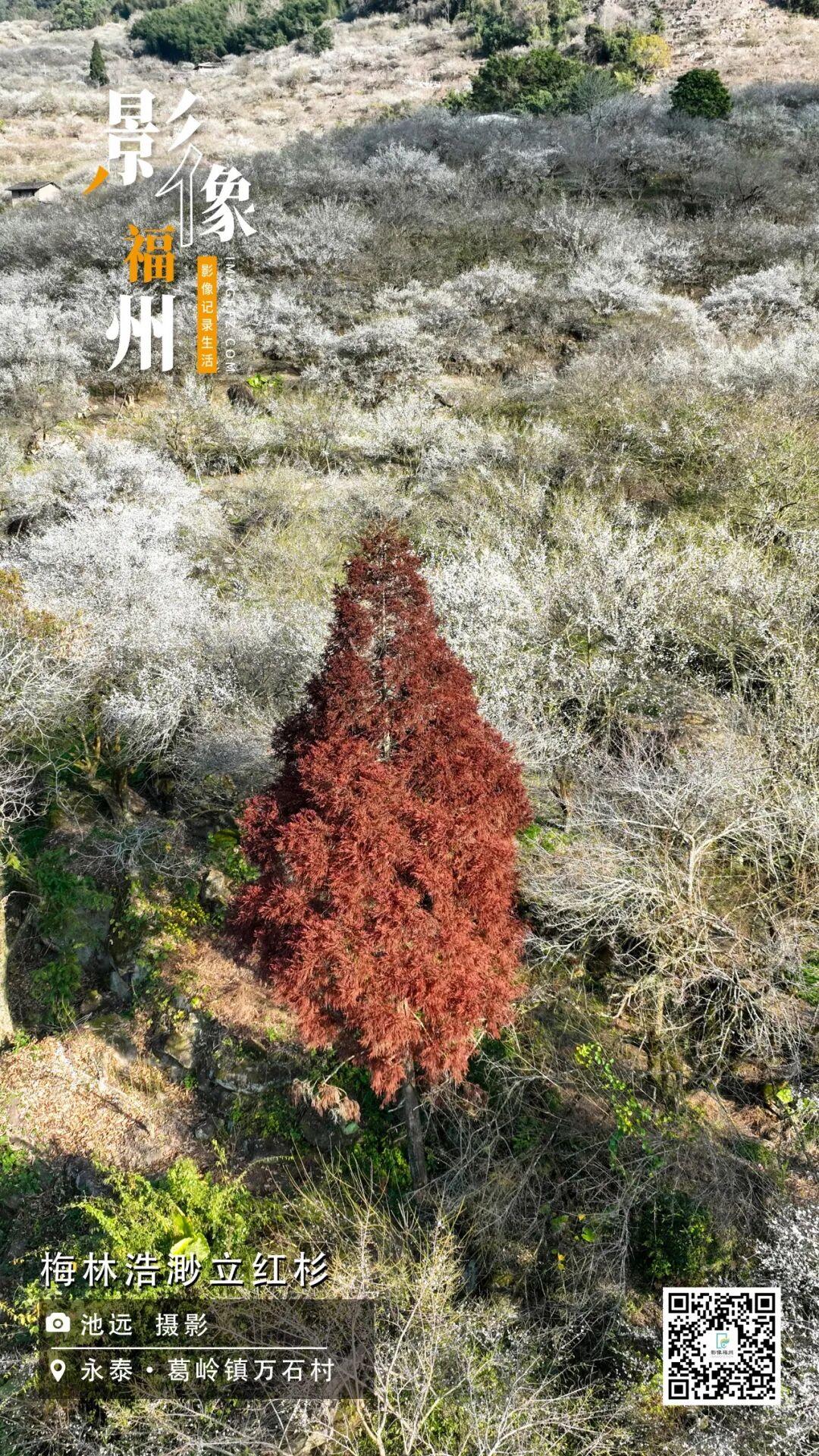 影像福州丨梅林浩渺立红杉