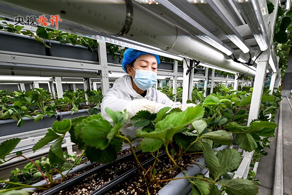 【央视快评】锚定农业农村现代化 扎实推进乡村全面振兴 推动城乡融合发展