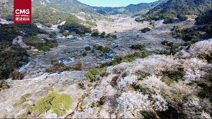 赴一场青梅之约 2000亩白色花海绽放