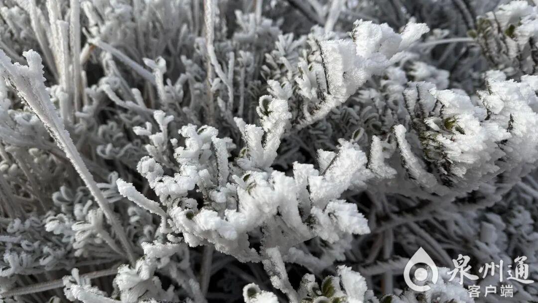 绝美！福建多地迎来2026年首场雾凇！