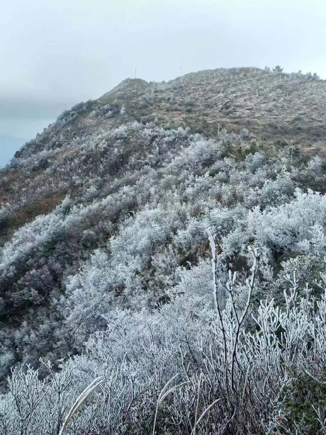 绝美！福建多地迎来2026年首场雾凇！