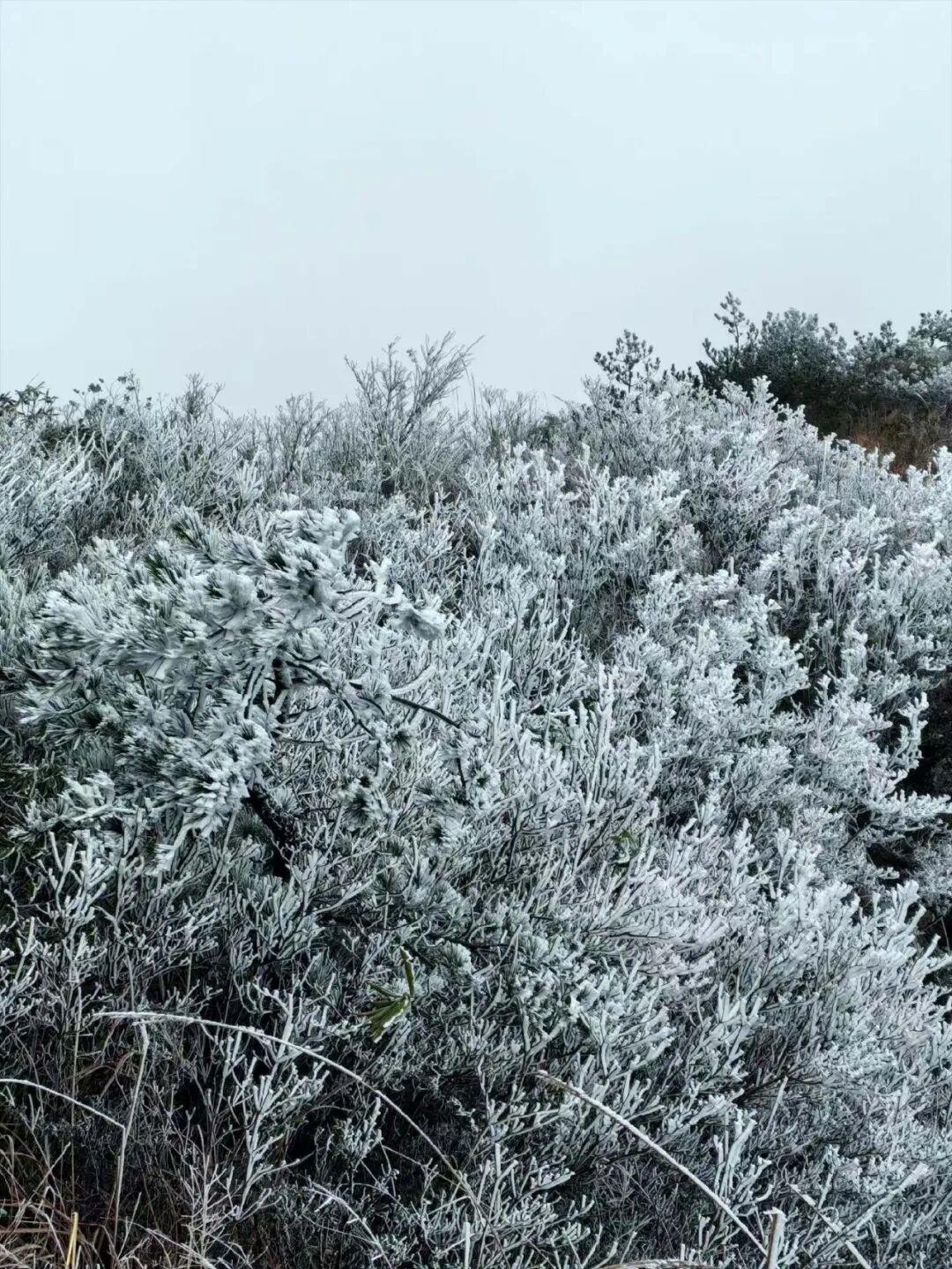 绝美！福建多地迎来2026年首场雾凇！