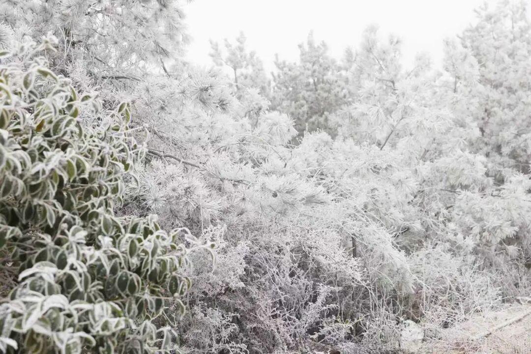绝美！福建多地迎来2026年首场雾凇！