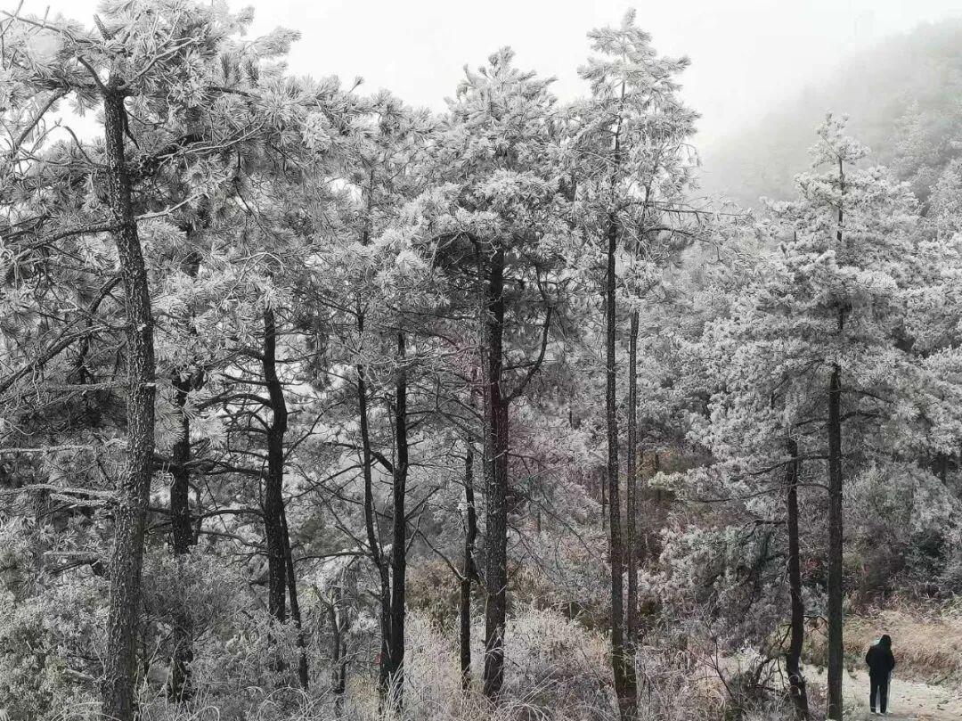 绝美！福建多地迎来2026年首场雾凇！