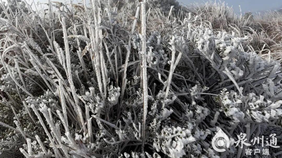 绝美！福建多地迎来2026年首场雾凇！