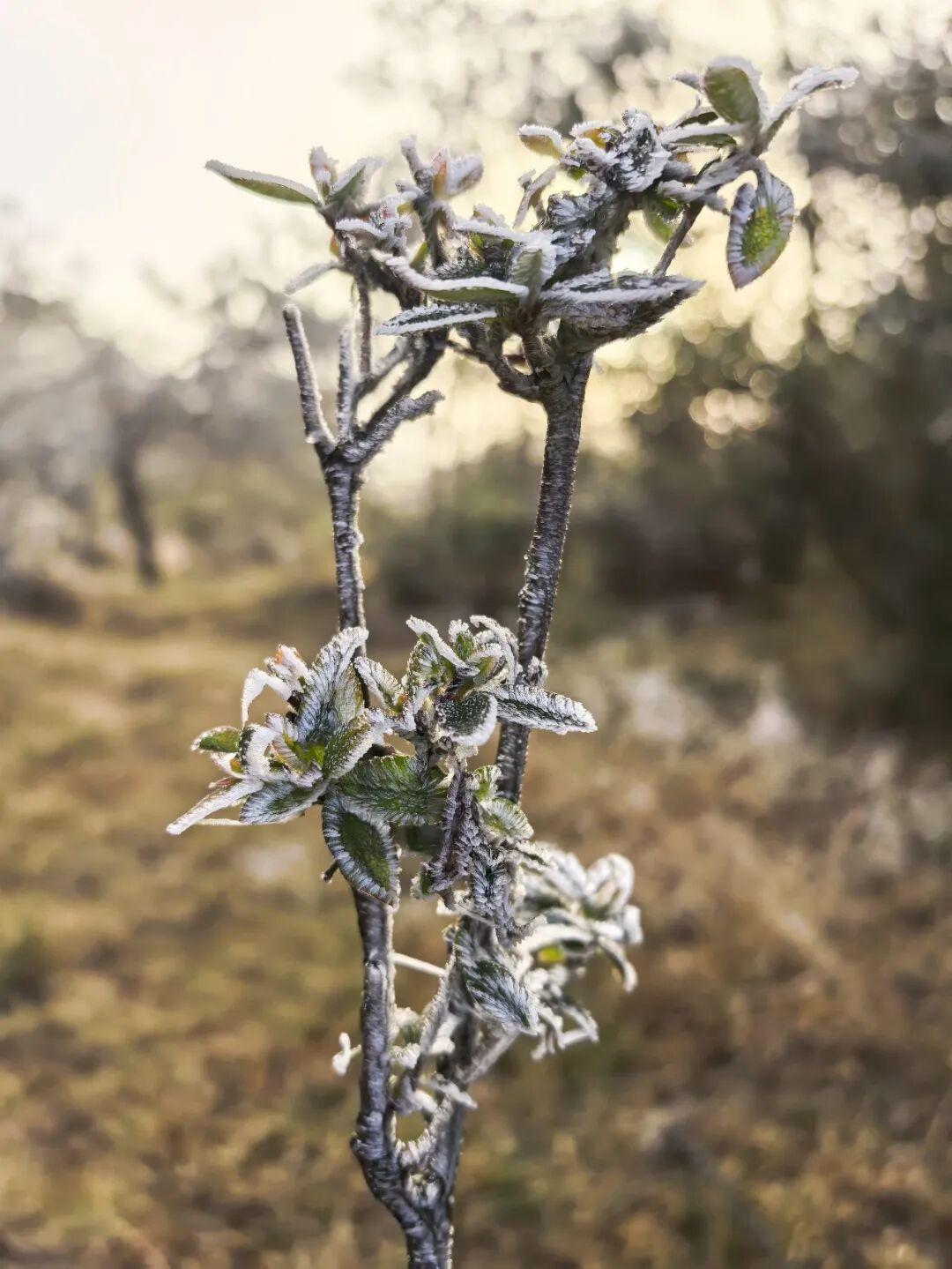 今晨，闽侯新年的第一场雾凇绝美上线！