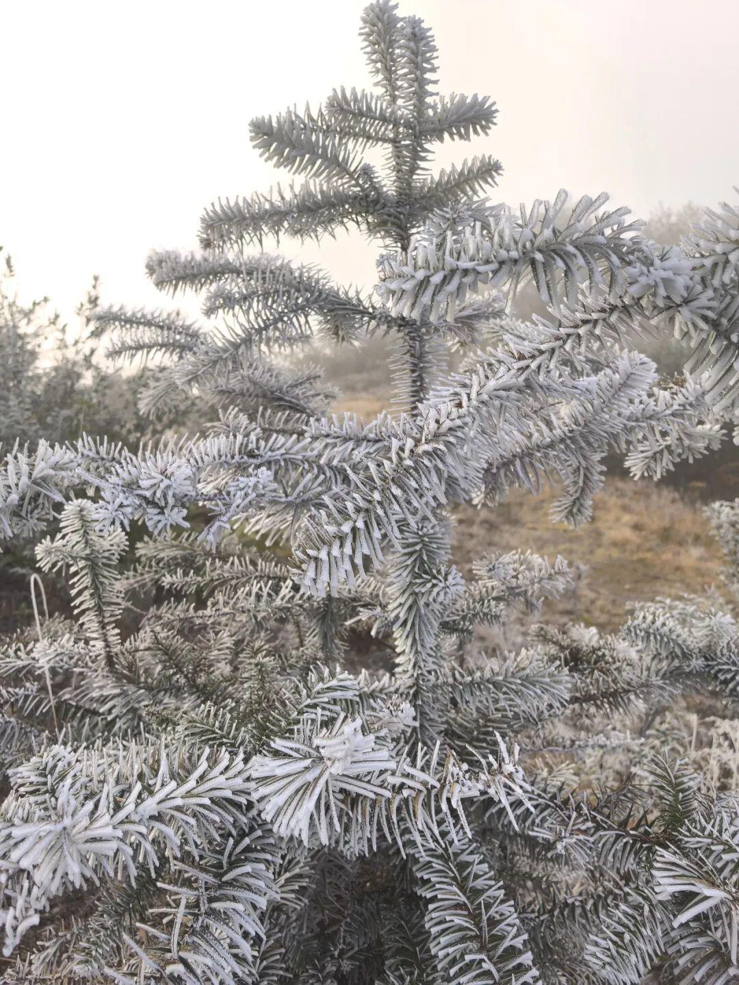 今晨，闽侯新年的第一场雾凇绝美上线！