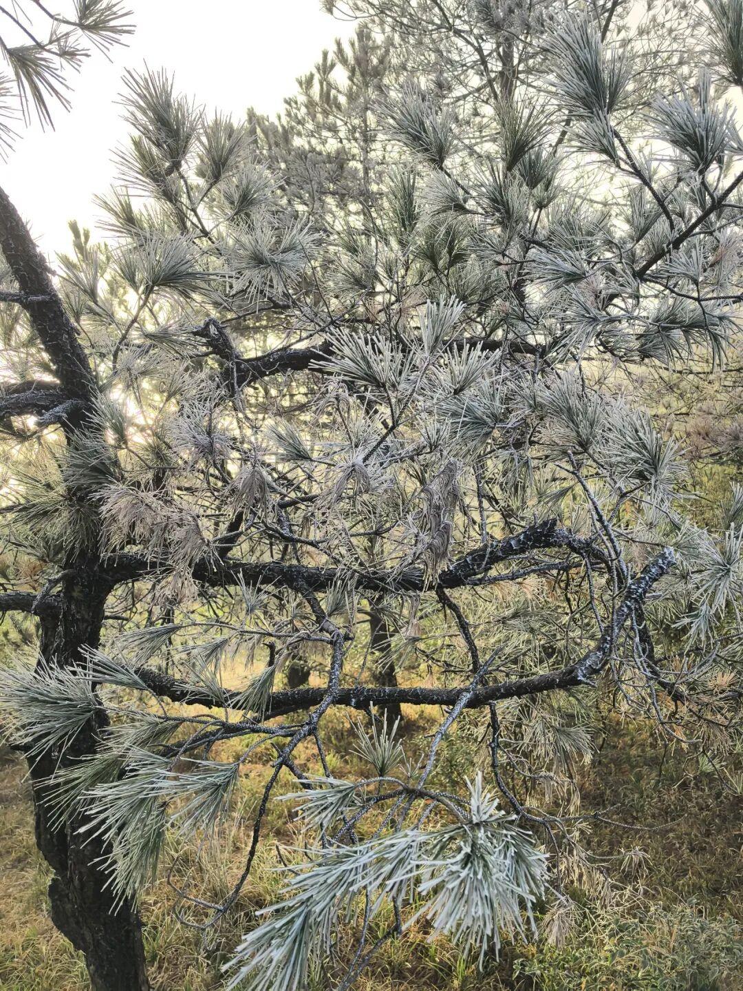 今晨，闽侯新年的第一场雾凇绝美上线！